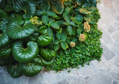 plants